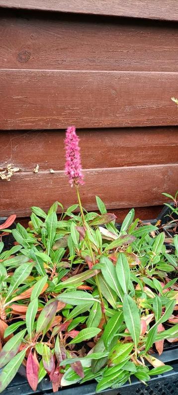 Persicaria "Kabouter"  beschikbaar voor biedingen