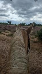 Verzorg ponys aangeboden mierlo, Ophalen of Verzenden, Nieuw