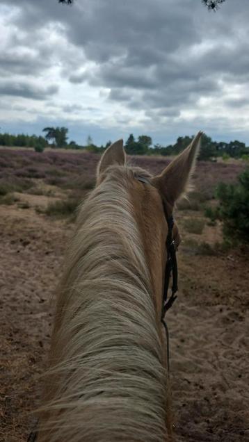 Verzorg ponys aangeboden mierlo beschikbaar voor biedingen