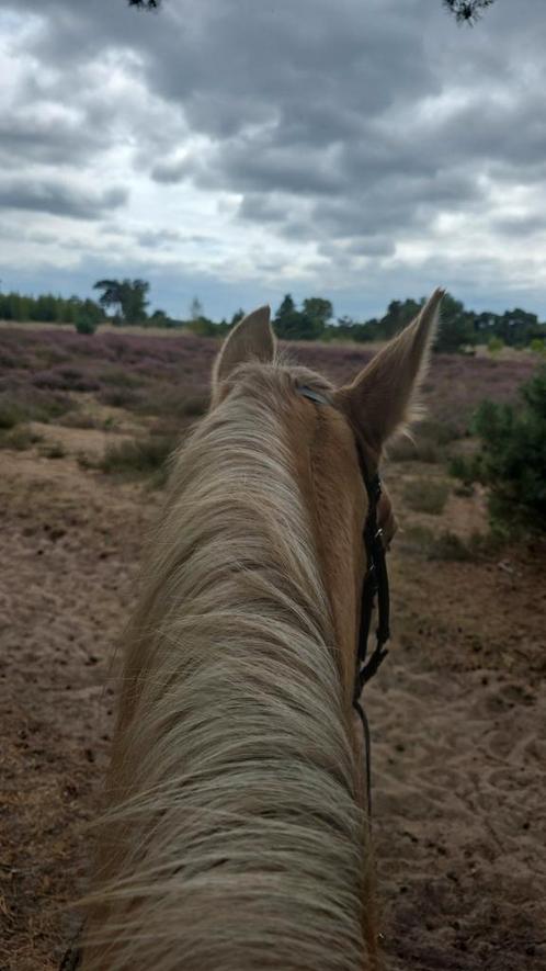 Verzorg ponys aangeboden mierlo, Dieren en Toebehoren, Paarden en Pony's | Verzorgingsproducten, Nieuw, Ophalen of Verzenden