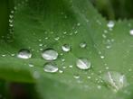 Bio zaden Vrouwenmantel - Alchemilla mollis, Verzenden, Gehele jaar, Halfschaduw, Zaad