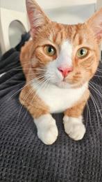 GEVONDEN, Dieren en Toebehoren, Vermiste en Gevonden Dieren, Kat