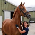 Paard ter lease aangeboden - regio Lekkerkerk, Verzorging of Verzorgpony's