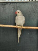 Halsbandparkiet | Grijs butterkop man x Grijs cinnemon pop, Dieren en Toebehoren, Vogels | Parkieten en Papegaaien, Meerdere dieren