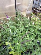 Buddleja White perfectie in 4 liter pot grote planten., Volle zon, Vaste plant, Zomer, Ophalen