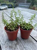 🌱 Sedum Album / Petrosedum Ochroleucum - vetkruid rotstuin, Tuin en Terras, Ophalen, Bodembedekkers, Volle zon, Vaste plant