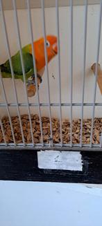 Agapornis Ficheri  Groen Rood jong heel mooi, Dieren en Toebehoren, Vogels | Parkieten en Papegaaien, Dwergpapegaai of Agapornis