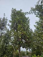 Steeneik / Quercus Ilex / wintergroen  ‼️‼️, Bloeit niet, 400 cm of meer, Ophalen, Volle zon