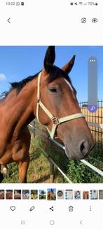 Paard, Dieren en Toebehoren, Paarden, Zadelmak, Recreatiepaard, Merrie, 7 tot 10 jaar