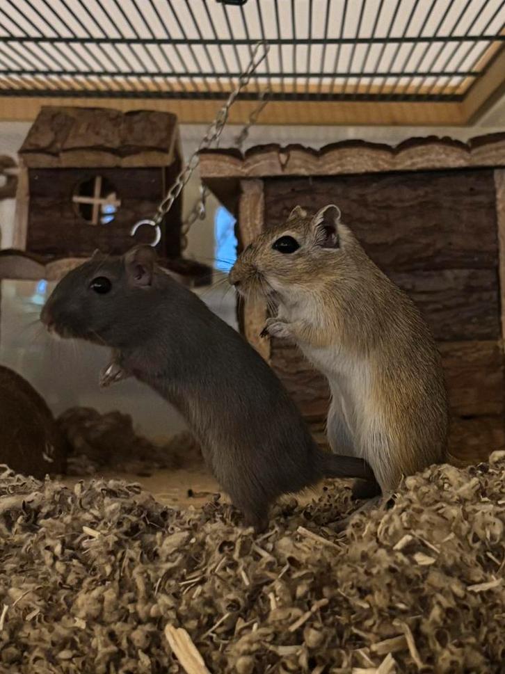 Twee mooie gerbils aangeboden, Dieren en Toebehoren, Knaagdieren, Mannelijk, Overige typen, Augustus, Tam