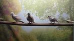 Lach duifjes ( tortelduif), Dieren en Toebehoren, Meerdere dieren, Tropenvogel, Tam