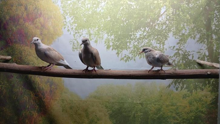 Lach duifjes ( tortelduif), Dieren en Toebehoren, Vogels | Overige Vogels, Tropenvogel, Meerdere dieren, Tam