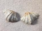 grote schelp, Ophalen of Verzenden, Schelp(en)