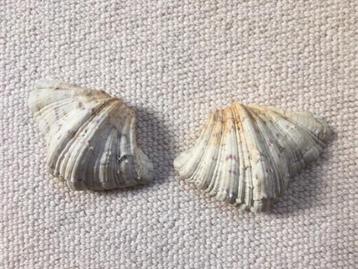 grote schelp beschikbaar voor biedingen
