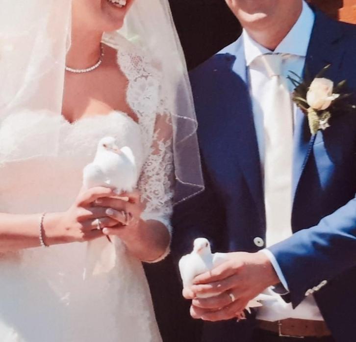 Bruidsduiven Meierijstad, Bernheze, Maashorst, Dieren en Toebehoren, Vogels | Duiven, Postduif, Meerdere dieren