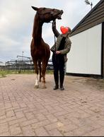 Verzorgpony /paard gezocht/verzorger aangeboden, Dieren en Toebehoren, Ophalen, Nieuw