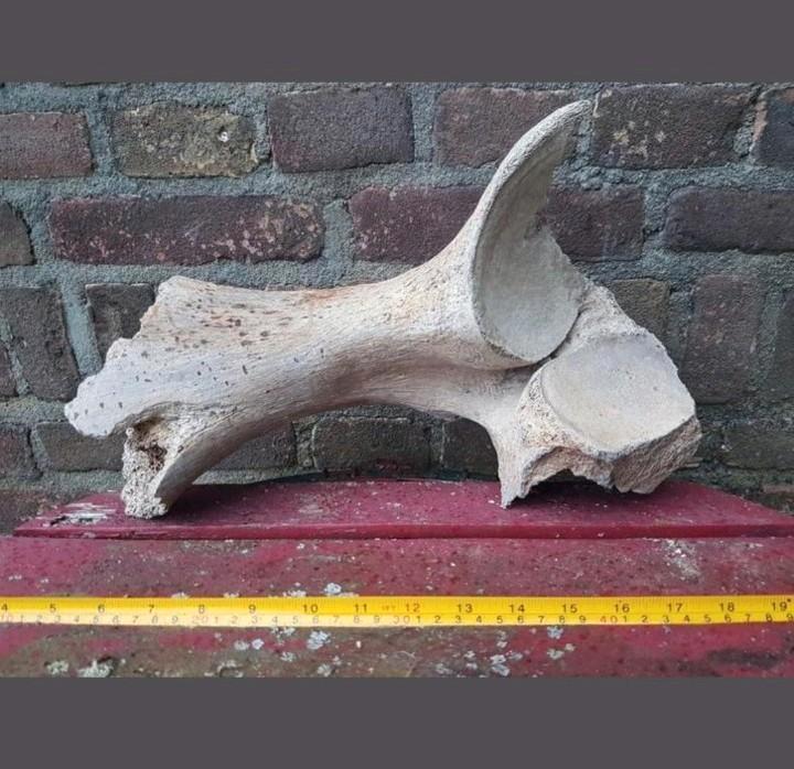 Mammoet bot / botten groot mammuthus Pleistoceen wolharig, Verzamelen, Mineralen en Fossielen, Fossiel, Ophalen of Verzenden