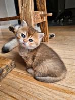 Britse korthaar golden kittens, Dieren en Toebehoren, Meerdere dieren, Ontwormd