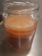 Kombucha scoby, Diversen, Levensmiddelen, Ophalen