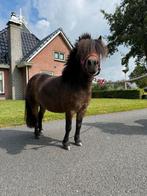 Mooie kleine merrie, Dieren en Toebehoren, Pony's, Merrie, Recreatiepony