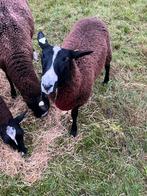 Stamboek zwartbles dekram te huur, Mannelijk, Schaap, 0 tot 2 jaar