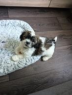Boomer 9 weken oud reutje, 8 tot 15 weken, Eén hond, Nederland, Particulier