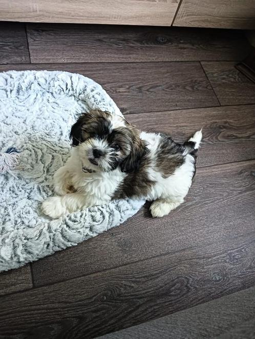 Boomer 9 weken oud reutje, Dieren en Toebehoren, Honden | Chihuahua's en Gezelschapshonden, Reu, Overige rassen, Particulier, Eén hond