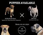 Boerboel pups (Raszuiver met Stamboom), Dieren en Toebehoren, Honden | Bulldogs, Pinschers en Molossers, Meerdere, 8 tot 15 weken