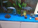 Aqarium met spongebob, Dieren en Toebehoren, Vissen | Aquaria en Toebehoren, Ophalen, Zo goed als nieuw, Leeg aquarium