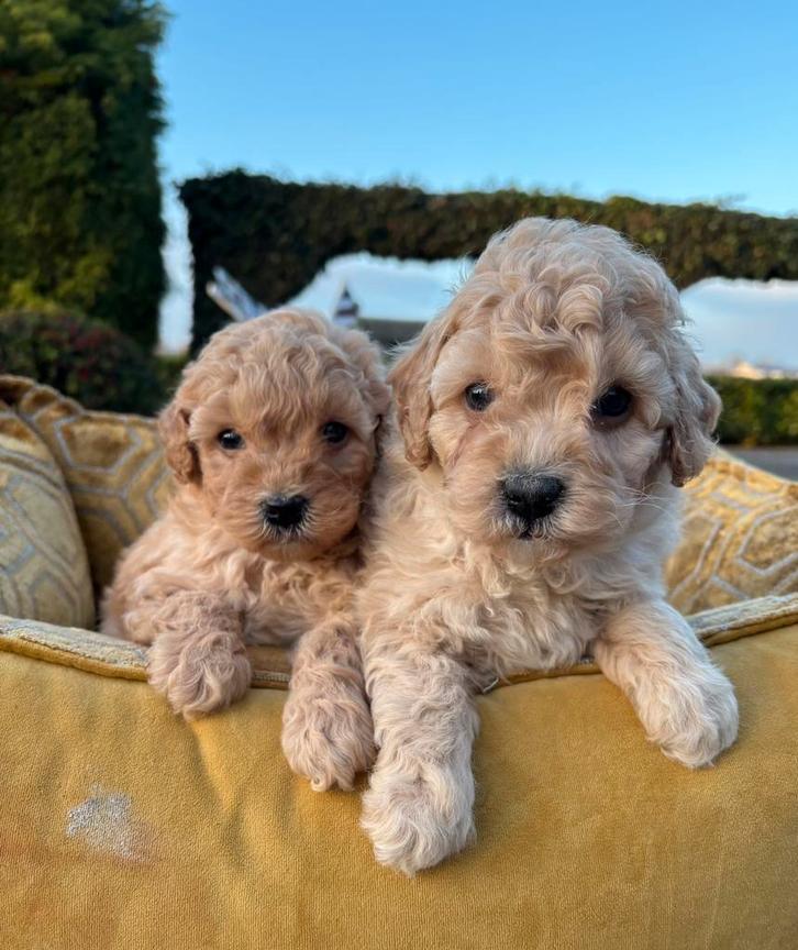 Labradoodle pups mini, Dieren en Toebehoren, Honden | Niet-rashonden, Klein, Meerdere dieren, Fokker | Professioneel, Meerdere