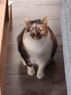 Pip zoekt een nieuwe liefdevol huis, Dieren en Toebehoren, Katten en Kittens | Overige Katten, Poes, Kortharig, 3 tot 5 jaar