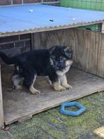 duitse herder pups, Dieren en Toebehoren, Honden | Herdershonden en Veedrijvers, Rabiës (hondsdolheid), 8 tot 15 weken, Meerdere