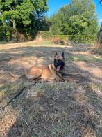 Mechelse herder, Dieren en Toebehoren, 1 tot 2 jaar, Eén hond, Herder, Nederland