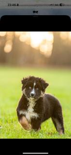 Pups Shepsky merle teefjes pomsky x Australian shepherd, Dieren en Toebehoren, Honden | Niet-rashonden, CDV (hondenziekte), 8 tot 15 weken
