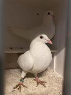 Witte posten duiven koppel, Dieren en Toebehoren, Vogels | Duiven, Meerdere dieren, Overige soorten