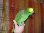 Pratend Amazone papegaai zoekt nieuwe huis, Papegaai, Mannelijk, Pratend