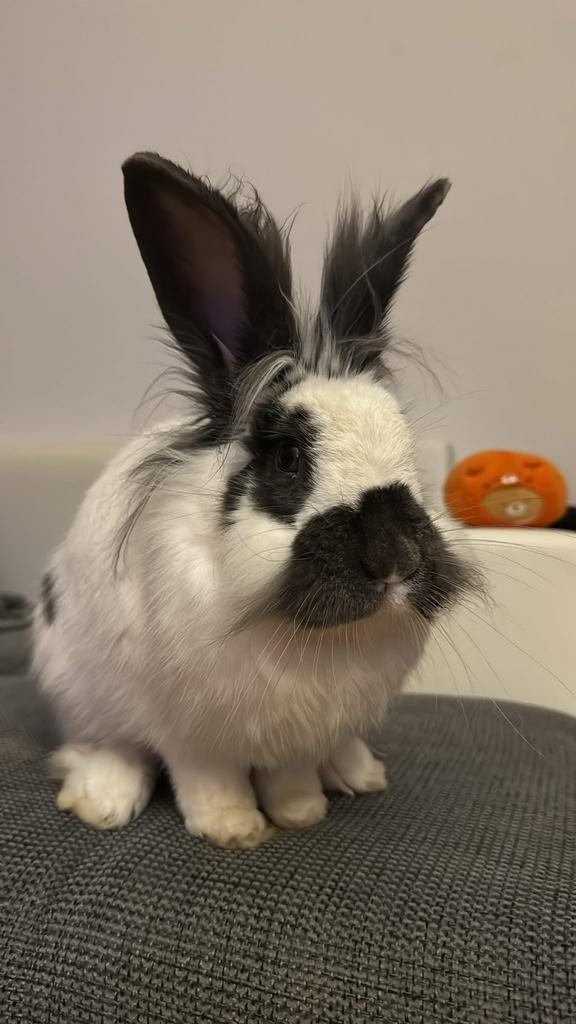 Konijn, Dieren en Toebehoren, Konijnen, Middelgroot, Mannelijk, 0 tot 2 jaar