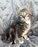 Super schattige kittens, Dieren en Toebehoren, Katten en Kittens | Overige Katten, Meerdere dieren, Kortharig, 0 tot 2 jaar