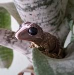 3d geprinte flexibele gekko, Ophalen of Verzenden