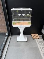 Dwergpapegaai, Geslacht onbekend, Dwergpapegaai of Agapornis