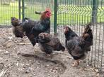 Trio grote barnevelder dubbelgezoomd, Dieren en Toebehoren, Pluimvee, Meerdere dieren, Kip