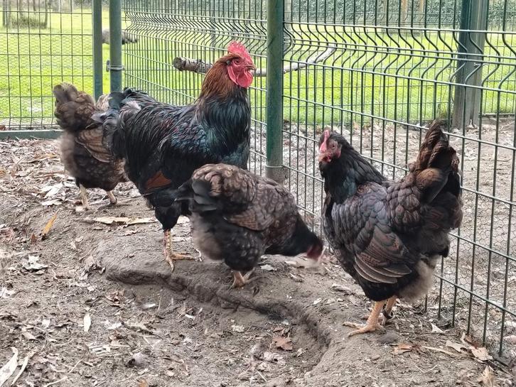 Trio grote barnevelder dubbelgezoomd, Dieren en Toebehoren, Pluimvee, Kip, Meerdere dieren