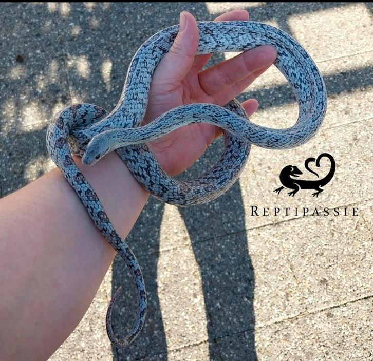 Bewezen kweekkoppel Shatters (rattenslang)