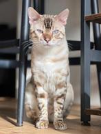 Bengaal kater, Kater