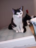 Kittens zoekt goud mandje, Dieren en Toebehoren, Katten en Kittens | Overige Katten, Poes