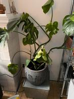 Monstera om op te halen, Ophalen, 100 tot 150 cm, Overige soorten, Halfschaduw