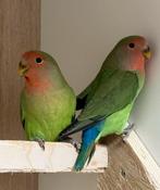 4x Agapornis dwergpapegaai roseicollie om tam te maken, Dieren en Toebehoren, Vogels | Parkieten en Papegaaien, Vrouwelijk, Dwergpapegaai of Agapornis