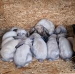 Hangoorkonijntjes te koop, Meerdere dieren, Middelgroot, Hangoor, 0 tot 2 jaar