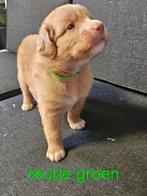 Nova scotia duck tolling retriever pups, Overige rassen, 8 tot 15 weken, CDV (hondenziekte), Meerdere