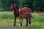 Stoer, correct Welsh Cob (D) Hengstveulen, Dieren en Toebehoren, Pony's, E pony (1.48m - 1.57m), Gechipt, Niet van toepassing